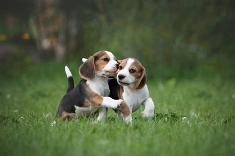 Seriöse Beagle Züchter mit Welpen in Niedersachsen Bremen Hunde2 de