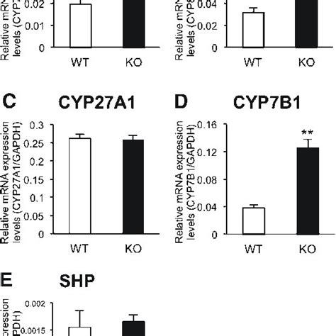 Expression Levels Of Hmgcs1 A Hmgcr B And Sqle C Mrnas In The Download Scientific