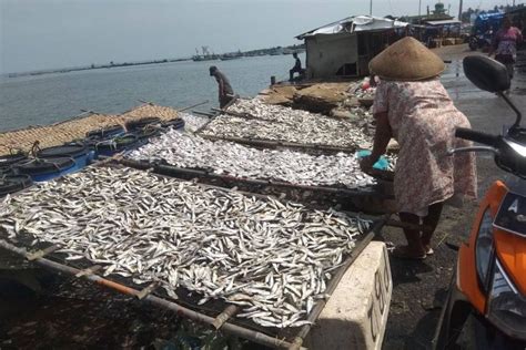 Produksi Ikan Asin Di Teluk Labuan Pandeglang Turun Antara News Banten