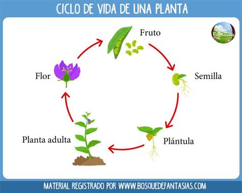 Fichas Con Los Ciclos De Vida De Los Seres Vivos Para Primaria Ciclos