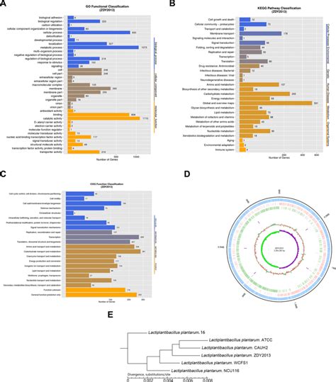 Go Gene Ontology Kegg Kyoto Encyclopedia Of Genes And Genomes And Download Scientific