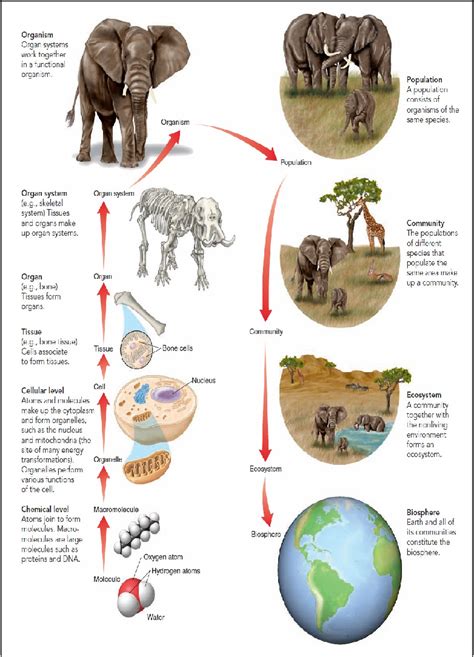 Figure 1 4 From The Concept Of Levels Of Organization In The Biological Sciences Semantic Scholar