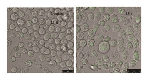 LPS Stimulates Lipid Droplet Biogenesis A B And Intracellular