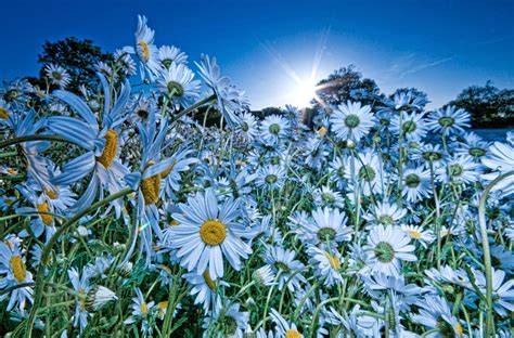 Wallpaper Flowers Sky Field Evening Sun Chamomile Rays Flower