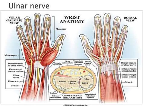 Presentation by azmat ali ulnar nerve anatomy 2