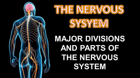 Major Division And Parts Of The Nervous System YouTube