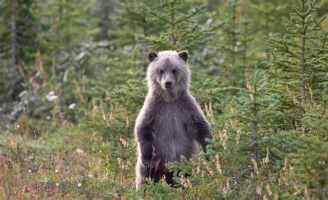 Wildlife in Banff National Park | Stoneridge Mountain Resort