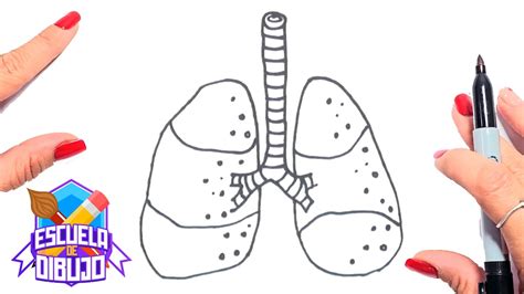 ¿cómo Dibujar Pulmones 🧠👤 Dibujar Pulmones Paso A Paso 🧠 Youtube