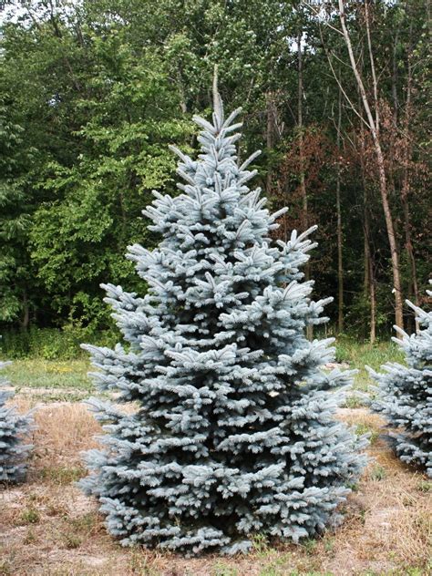 Baby Blue Colorado Spruce — Armintrouts