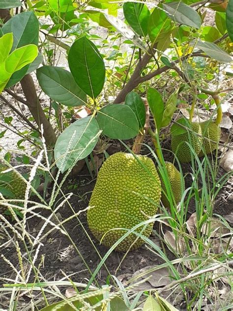 Jackfruit Slg Nursery