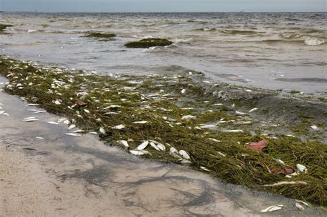 What S Happening In Tampa With Red Tide American Oceans