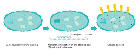 Fluorescence Based Rapid Microbial Detection Tec