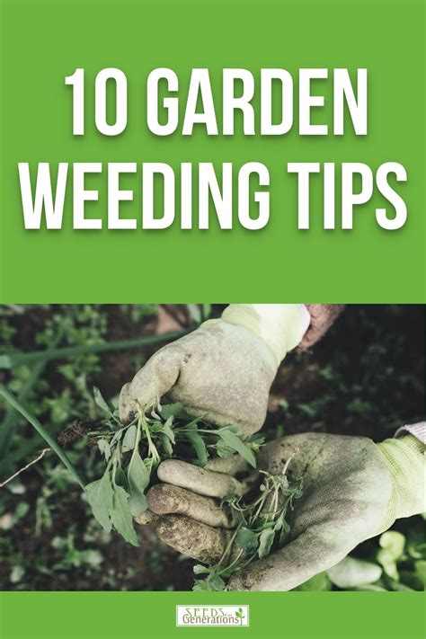 10 Garden Weeding Tips