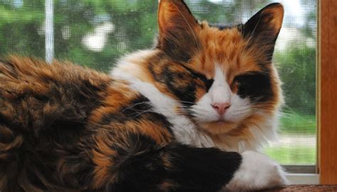 Calico Cats Life Span Calico Cat Calico Cat Facts Tabby Cat | Images ...