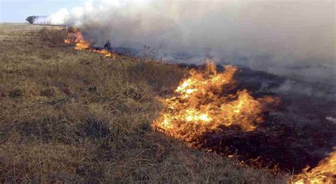 Feroz Incendio Consumió 13 Hectáreas De Campo Agrícola En Ruta 227 Diario Necochea