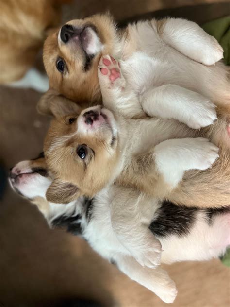 Cruz Corgis Pembroke Welsh Corgi Puppies For Sale In Lathrop Ca