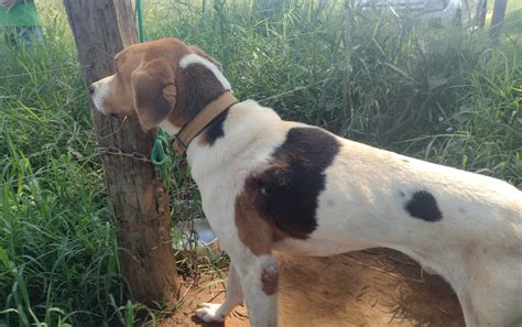 Homem Preso Suspeito De Manter Cachorro Amarrado Debaixo De Sol E