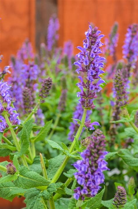 Salvia Nemorosa Lyrical™ Silver Tone Meadow Sage Garden Center