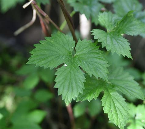 Humulus lupulus - Изображение особи - Плантариум