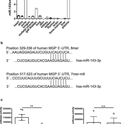 Matrix Gla Protein MGP Is A Direct Target Gene Of MiR 143 A MiR 143