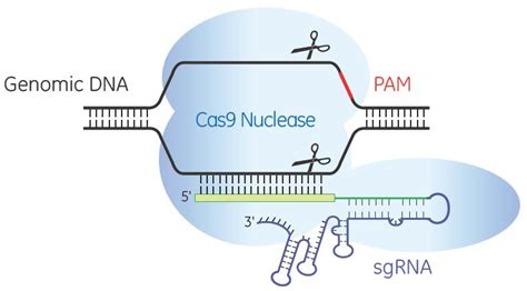 CRISPR guide RNA