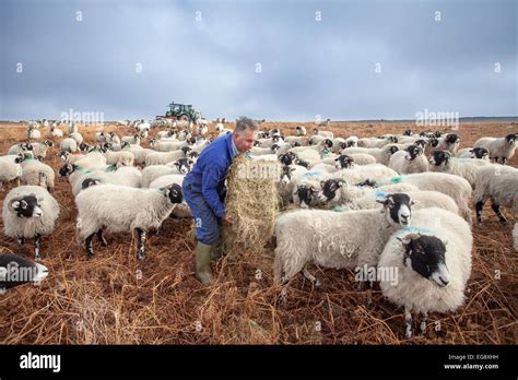 Farmer feeding Swaledale sheep with supplementary hay Goathland North Yorkshire Moors Stock ...