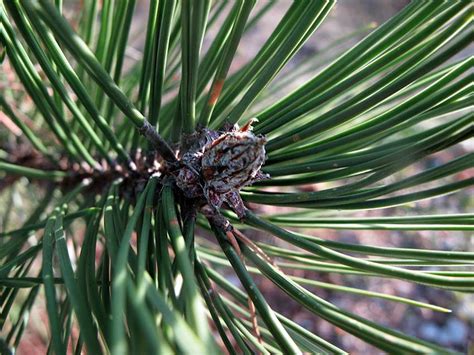 Crni Bor Pinus Nigra Plantea