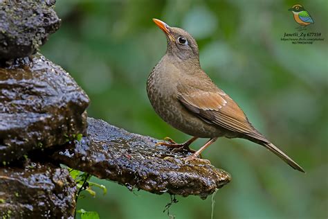 Female Grey Winged Blackbird Turdus Boulboul 灰翅鸫 雌 Flickr