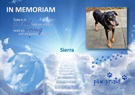 In memoriam | Sierra | Stichting Dobermann Rescue Nederland