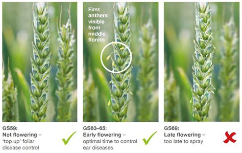 Fungicide Programmes For Wheat Ahdb