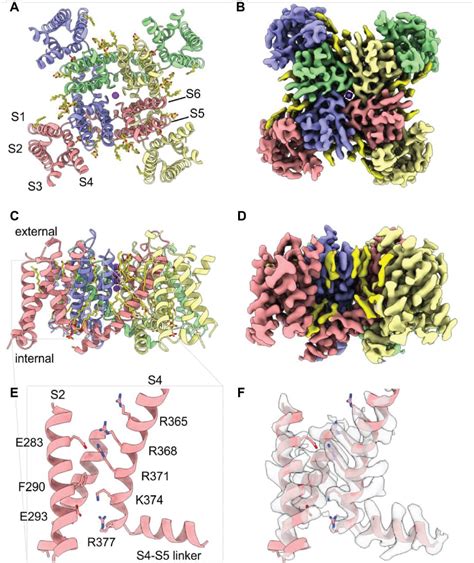 PDF Structure Of The Shaker Kv Channel And Mechanism Of Slow C Type