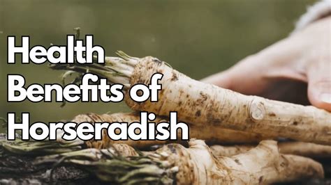 Horseradish Unlocking Its Health Benefits And Reasons You Need This