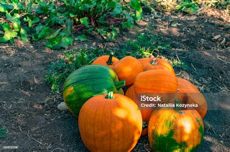 Orange And Green Pumpkins Are Stacked In A Heap On The Ground Closeup