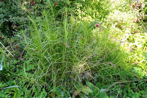 Carex muskingumensis – Ballyrobert Gardens