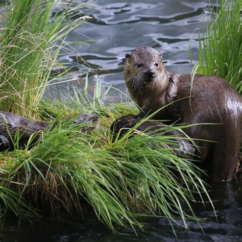 Two North American River Otters Lontra Canadensis In A Riverine