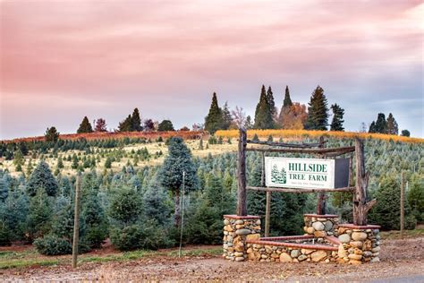 Hillside Tree Farm Explore California El Dorado County Apple Hill