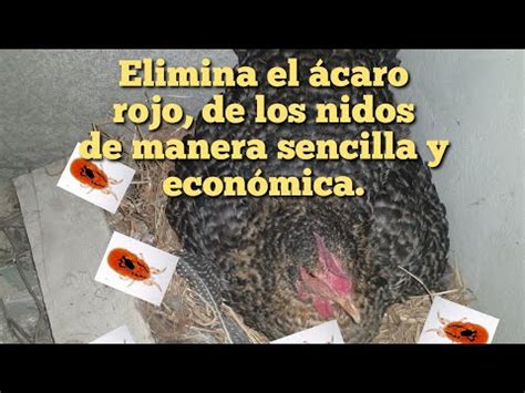 Guía completa para combatir el ácaro de las gallinas consejos de un