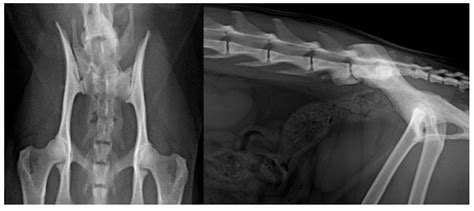 Animals Free Full Text The Prevalence Of Feline Hip Dysplasia