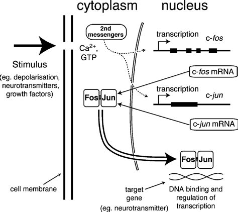 Schematic Diagram Showing Intracellular Pathways Leading To C Fos And Download Scientific