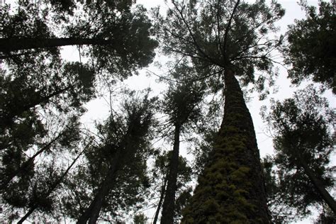 Banco De Imagens árvore Natureza Floresta Ramo Preto E Branco