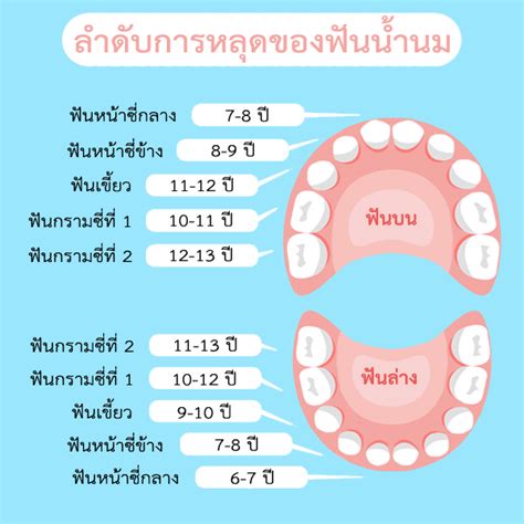 ฟันน้ำนม ลำดับการขึ้นและหลุด ตั้งแต่ซี่แรก Skt Dental Center