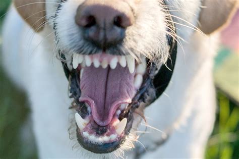 Hunde Hetzen Und Rei En Reh In Tannenhausen Ostfriesische Nachrichten