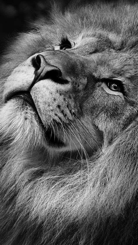 Lion Monochrome 4K Wallpapers | HD Wallpapers | ID #26062