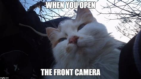 Funny Cat Imgflip