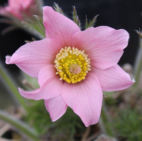 Edelweiss Perennials. Pulsatilla ambigua