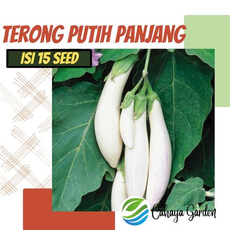 Jual Benih Terong Putih Panjang Benih Sayur Terong Putih Panjang