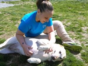 Why Do Dogs Like Belly Rubs? The Art of Tummy Scratches | Holiday Barn