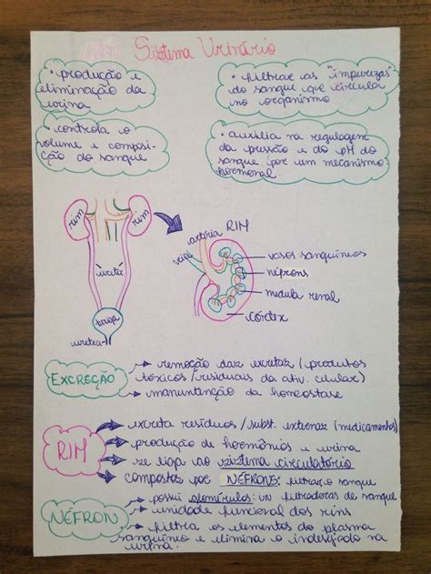 Mapa mental sistema urinário parte 1 Organização da faculdade