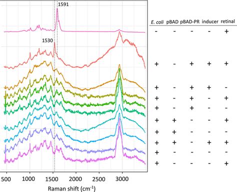 Single Cell Raman Spectroscopy Of PR In E Coli After Induction Of Gene