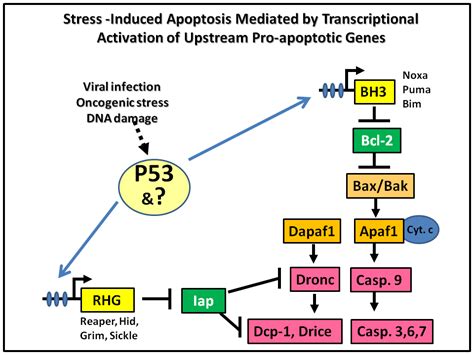 Stress Induced Apoptosis